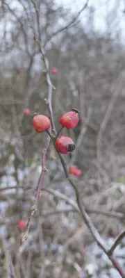 Trojkráľová prechádzka na Katarínku